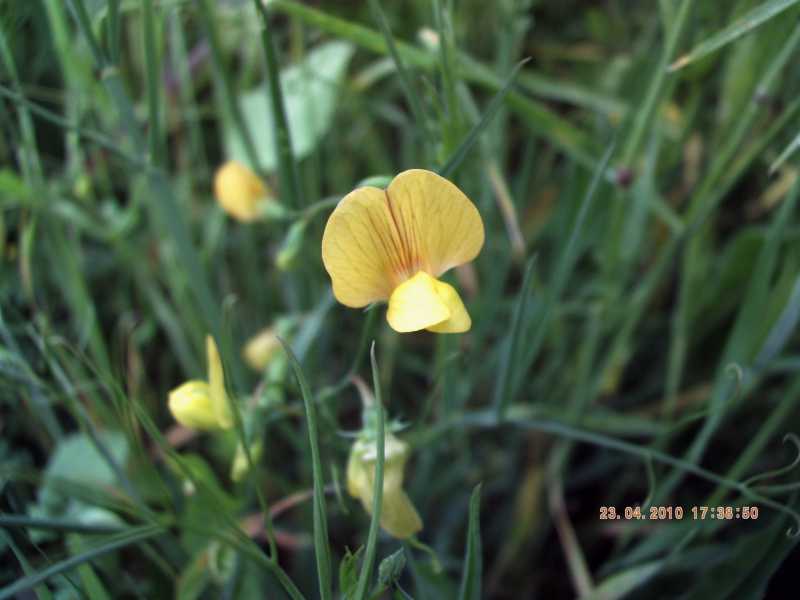 Lathyrus annuus / Cicerchia pallida